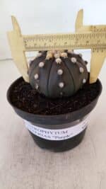ASTROPHYTUM ASTERIAS “Purple”  Nº 894 – vaso 11