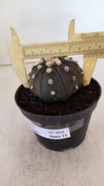 ASTROPHYTUM ASTERIAS “Purple”  Nº 894 – vaso 11 - Imagem 6