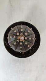 ASTROPHYTUM ASTERIAS STAR SHAPE "PURPLE" Nº 380 – vaso 11 - Imagem 3