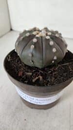 ASTROPHYTUM ASTERIAS STAR SHAPE "PURPLE" Nº 380 – vaso 11 - Imagem 10