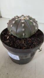 ASTROPHYTUM ASTERIAS STAR SHAPE "PURPLE" Nº 380 – vaso 11 - Imagem 9