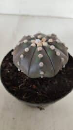 ASTROPHYTUM ASTERIAS STAR SHAPE "PURPLE" Nº 380 – vaso 11 - Imagem 8
