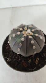 ASTROPHYTUM ASTERIAS STAR SHAPE "PURPLE" Nº 380 – vaso 11 - Imagem 6