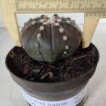 ASTROPHYTUM ASTERIAS STAR SHAPE "PURPLE" Nº 380 – vaso 11