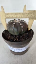 ASTROPHYTUM ASTERIAS STAR SHAPE "PURPLE" Nº 380 – vaso 11