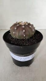 ASTROPHYTUM ASTERIAS STAR SHAPE "PURPLE" Nº 381 – vaso 15 - Imagem 2