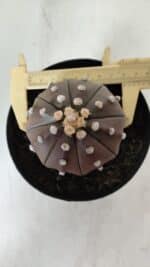 ASTROPHYTUM ASTERIAS STAR SHAPE "PURPLE" Nº 381 – vaso 15