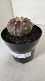 ASTROPHYTUM ASTERIAS STAR SHAPE "PURPLE" Nº 381 – vaso 15 - Imagem 11
