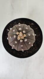 ASTROPHYTUM ASTERIAS STAR SHAPE "PURPLE" Nº 381 – vaso 15 - Imagem 3