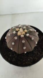 ASTROPHYTUM ASTERIAS STAR SHAPE "PURPLE" Nº 381 – vaso 15 - Imagem 10