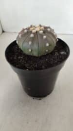 ASTROPHYTUM ASTERIAS STAR SHAPE "PURPLE" Nº 381 – vaso 15 - Imagem 8