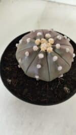 ASTROPHYTUM ASTERIAS STAR SHAPE "PURPLE" Nº 381 – vaso 15 - Imagem 7