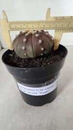 ASTROPHYTUM ASTERIAS STAR SHAPE "PURPLE" Nº 381 – vaso 15 - Imagem 4