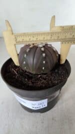 ASTROPHYTUM ASTERIAS STAR SHAPE "PURPLE" Nº 382 – vaso 11 - Imagem 6