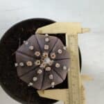 ASTROPHYTUM ASTERIAS STAR SHAPE "PURPLE" Nº 382 – vaso 11