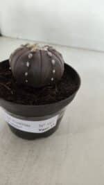 ASTROPHYTUM ASTERIAS STAR SHAPE "PURPLE" Nº 382 – vaso 11 - Imagem 12