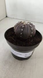 ASTROPHYTUM ASTERIAS STAR SHAPE "PURPLE" Nº 382 – vaso 11 - Imagem 11