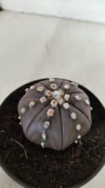 ASTROPHYTUM ASTERIAS STAR SHAPE "PURPLE" Nº 382 – vaso 11 - Imagem 10