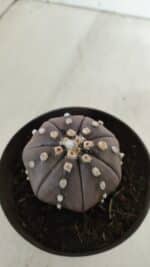 ASTROPHYTUM ASTERIAS STAR SHAPE "PURPLE" Nº 382 – vaso 11 - Imagem 7