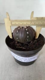 ASTROPHYTUM ASTERIAS STAR SHAPE "PURPLE" Nº 382 – vaso 11 - Imagem 4