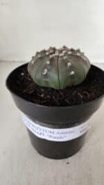 ASTROPHYTUM ASTERIAS STAR SHAPE "PURPLE" Nº 383 – vaso 15 - Imagem 2