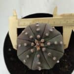 ASTROPHYTUM ASTERIAS STAR SHAPE "PURPLE" Nº 383 – vaso 15