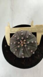 ASTROPHYTUM ASTERIAS STAR SHAPE "PURPLE" Nº 383 – vaso 15