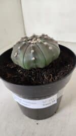 ASTROPHYTUM ASTERIAS STAR SHAPE "PURPLE" Nº 383 – vaso 15 - Imagem 11