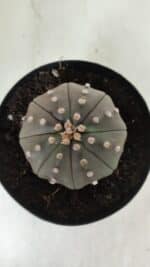 ASTROPHYTUM ASTERIAS STAR SHAPE "PURPLE" Nº 383 – vaso 15 - Imagem 3