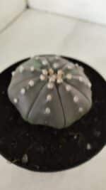 ASTROPHYTUM ASTERIAS STAR SHAPE "PURPLE" Nº 383 – vaso 15 - Imagem 8