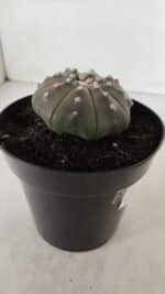 ASTROPHYTUM ASTERIAS STAR SHAPE "PURPLE" Nº 383 – vaso 15 - Imagem 7