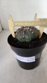 ASTROPHYTUM ASTERIAS STAR SHAPE "PURPLE" Nº 383 – vaso 15 - Imagem 6