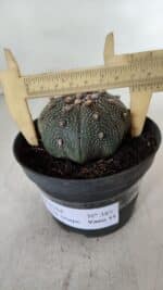 ASTROPHYTUM ASTERIAS STAR SHAPE Nº 385 – vaso 11 - Imagem 6