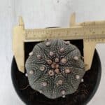 ASTROPHYTUM ASTERIAS STAR SHAPE Nº 385 – vaso 11