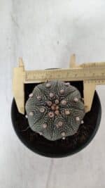 ASTROPHYTUM ASTERIAS STAR SHAPE Nº 385 – vaso 11