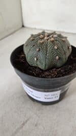 ASTROPHYTUM ASTERIAS STAR SHAPE Nº 385 – vaso 11 - Imagem 12
