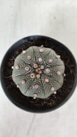 ASTROPHYTUM ASTERIAS STAR SHAPE Nº 385 – vaso 11 - Imagem 3