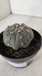 ASTROPHYTUM ASTERIAS STAR SHAPE Nº 385 – vaso 11 - Imagem 11