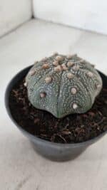 ASTROPHYTUM ASTERIAS STAR SHAPE Nº 385 – vaso 11 - Imagem 10