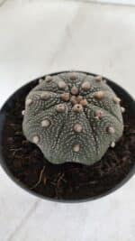 ASTROPHYTUM ASTERIAS STAR SHAPE Nº 385 – vaso 11 - Imagem 8