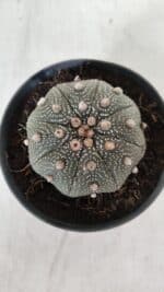 ASTROPHYTUM ASTERIAS STAR SHAPE Nº 385 – vaso 11 - Imagem 7