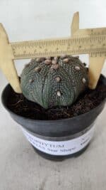 ASTROPHYTUM ASTERIAS STAR SHAPE Nº 385 – vaso 11 - Imagem 4
