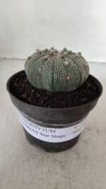 ASTROPHYTUM ASTERIAS STAR SHAPE Nº 386 – vaso 11 - Imagem 2