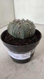 ASTROPHYTUM ASTERIAS STAR SHAPE Nº 386 – vaso 11 - Imagem 10