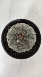 ASTROPHYTUM ASTERIAS STAR SHAPE Nº 386 – vaso 11 - Imagem 3