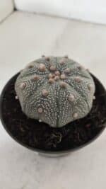 ASTROPHYTUM ASTERIAS STAR SHAPE Nº 386 – vaso 11 - Imagem 9