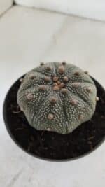 ASTROPHYTUM ASTERIAS STAR SHAPE Nº 386 – vaso 11 - Imagem 8
