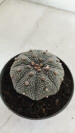 ASTROPHYTUM ASTERIAS STAR SHAPE Nº 386 – vaso 11 - Imagem 7