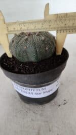 ASTROPHYTUM ASTERIAS STAR SHAPE Nº 386 – vaso 11 - Imagem 4
