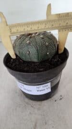 ASTROPHYTUM ASTERIAS STAR SHAPE Nº 386 – vaso 11 - Imagem 6